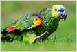 Tipos de papagaios Características, nomes e foto
